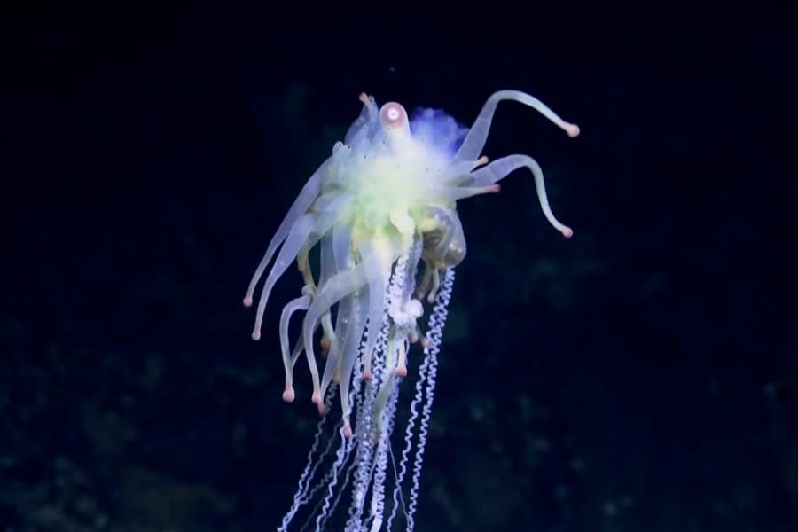 クトゥルフ神話の怪物みたいな「未知の深海生物」