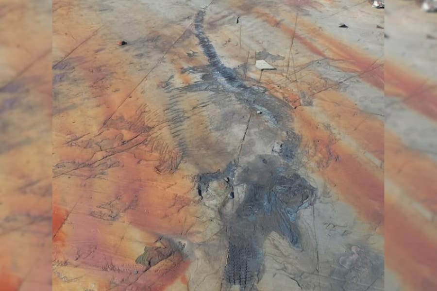 1億3000万年前の「双子を妊娠した魚竜」の化石を発見！